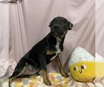 Small Australian Kelpie Mix