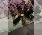 Image preview for Ad Listing. Nickname: Litter of 5