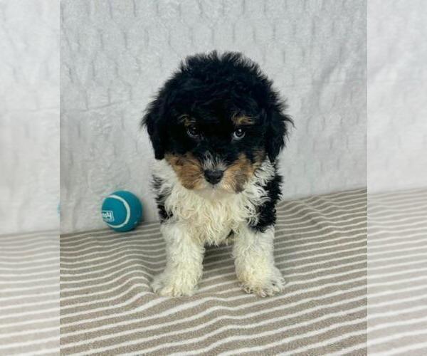 Medium Photo #3 Bernedoodle (Miniature) Puppy For Sale in GREENFIELD, IN, USA