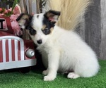 Small #4 Papillon