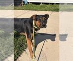Small German Shepherd Dog Mix