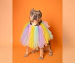 Small #2 American Staffordshire Terrier