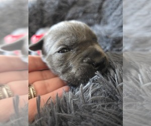 Medium Cane Corso