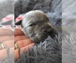 Puppy Red Collar Cane Corso
