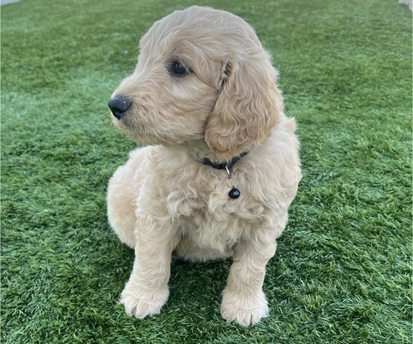 Medium Photo #124 Goldendoodle Puppy For Sale in PHOENIX, AZ, USA