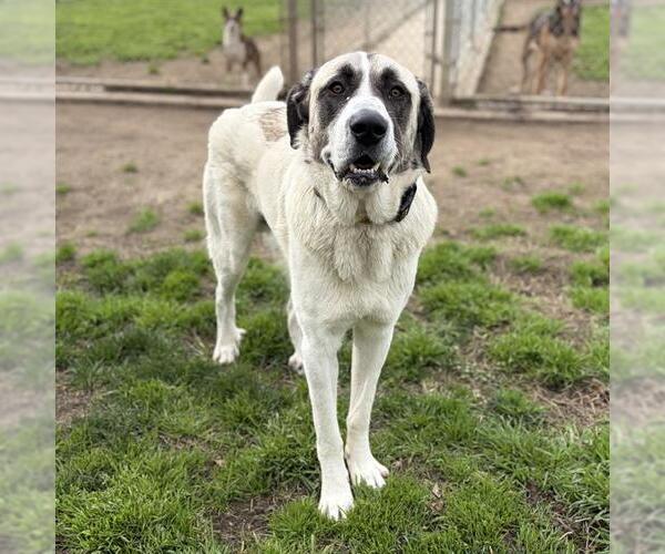 Medium Photo #1 Saint Pyrenees Puppy For Sale in Modesto, CA, USA