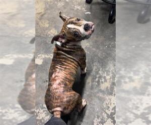 Medium Bulldog Mix