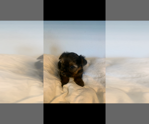 Yorkshire Terrier Puppy for sale in BLAND, MO, USA