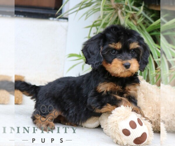 Medium Photo #4 Cavalier King Charles Spaniel-Goldendoodle Mix Puppy For Sale in NARVON, PA, USA