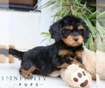 Small #3 Cavalier King Charles Spaniel-Goldendoodle Mix
