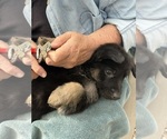 Small #10 German Shepherd Dog