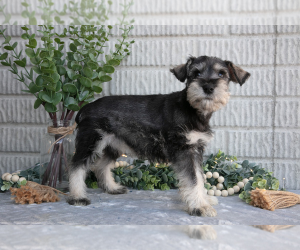 Medium Photo #3 Schnauzer (Miniature) Puppy For Sale in BALTIC, OH, USA