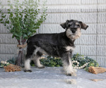 Small #2 Schnauzer (Miniature)