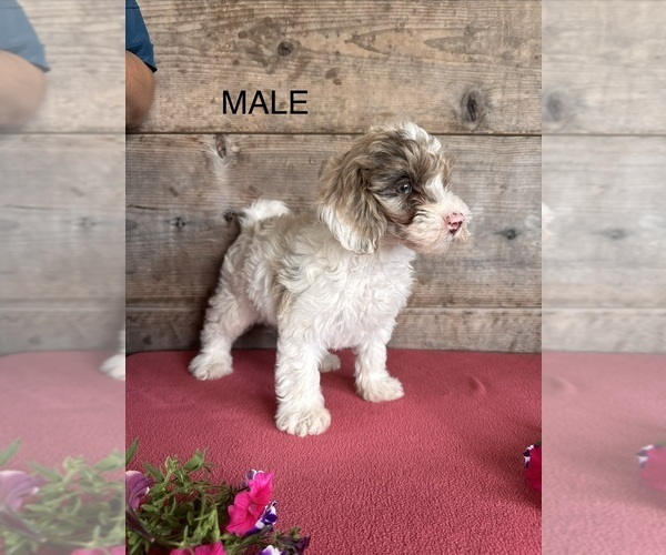 Medium Photo #4 Bernedoodle (Miniature) Puppy For Sale in VERMONTVILLE, MI, USA