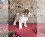 Small #3 Bernedoodle (Miniature)