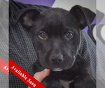 Small American Staffordshire Terrier Mix
