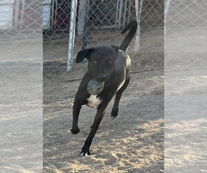 Rocky - Male Labrador Retriever-Unknown Mix Dog for Adoption - Photo #4
