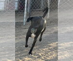 Small #3 Labrador Retriever Mix
