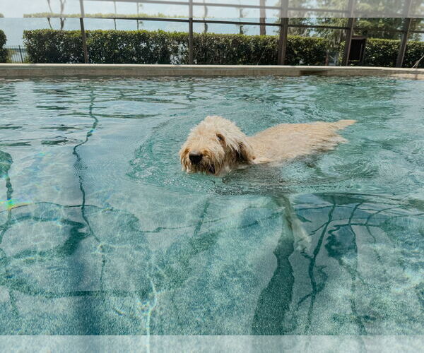 Medium Photo #10 Goldendoodle Puppy For Sale in Orlando, FL, USA