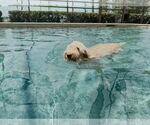 Small #9 Goldendoodle