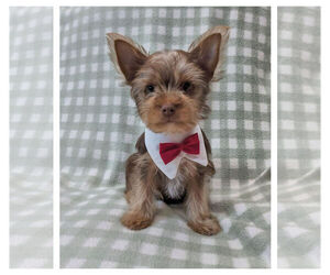 Yorkshire Terrier Puppy for Sale in DELTONA, Florida USA