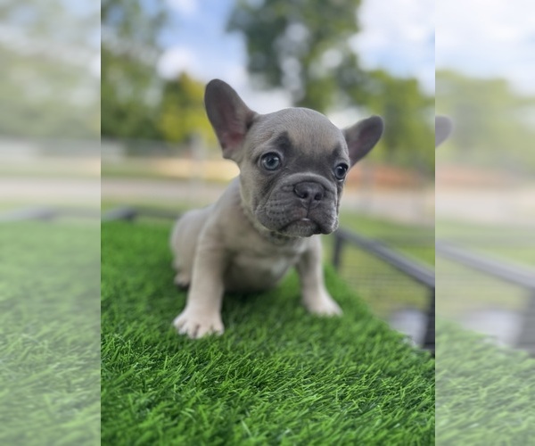 Medium Photo #3 French Bulldog Puppy For Sale in CRYSTAL CITY, TX, USA