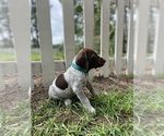 Small Photo #2 German Shorthaired Pointer Puppy For Sale in AIKEN, SC, USA