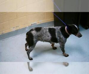 Mutt Dogs for adoption in Tulsa, OK, USA