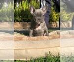 Small Photo #6 French Bulldog Puppy For Sale in WHITTIER, CA, USA