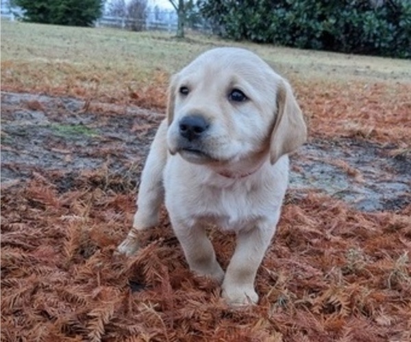 Medium Photo #1 Labrador Retriever Puppy For Sale in HIGDON, AL, USA
