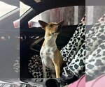 Small Photo #5 Ibizan Hound-Unknown Mix Puppy For Sale in Austin, TX, USA