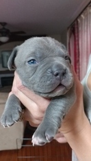 American Pit Bull Terrier Puppy for sale in FOUNTAIN, CO, USA