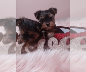 Yorkshire Terrier Puppy for sale in DINUBA, CA, USA