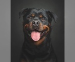 Small #25 Rottweiler
