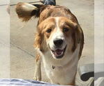 Small #3 Border-Aussie