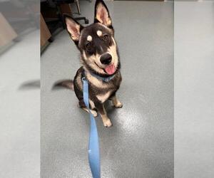 - Mix Dogs for adoption in Baytown, TX, USA