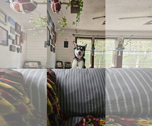 Siberian Husky-Unknown Mix Dogs for adoption in New London, WI, USA