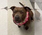 Small #43 American Staffordshire Terrier