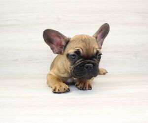 French Bulldog Puppy for sale in LAS VEGAS, NV, USA