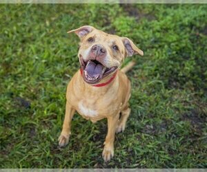 American Pit Bull Terrier-Labrador Retriever Mix Dogs for adoption in St. Cloud, FL, USA