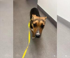German Shepherd Dog Dogs for adoption in HESPERIA, CA, USA