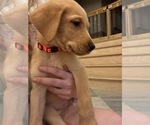 Puppy Puppy 10 Labrador Retriever