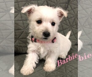 West Highland White Terrier Puppy for Sale in ROLLA, Missouri USA