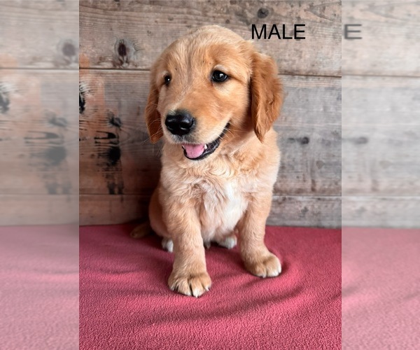 Medium Photo #8 Golden Retriever Puppy For Sale in VERMONTVILLE, MI, USA