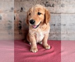Small #7 Golden Retriever