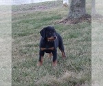 Small Photo #6 Rottweiler Puppy For Sale in FREDERICKSBURG, OH, USA
