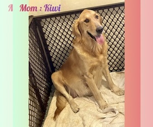 Mother of the Golden Retriever puppies born on 02/07/2026