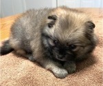 Small Photo #2 Pomeranian Puppy For Sale in DENVER, CO, USA