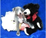 Small Photo #3 Italian Greyhound Puppy For Sale in NORWOOD, MO, USA
