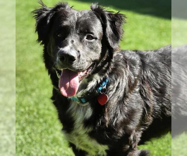 Medium Photo #9 Collie-Unknown Mix Puppy For Sale in San Diego, CA, USA